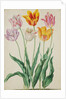 Tulips from Florilegium by Johann Jakob Walther