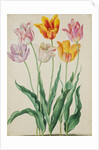 Tulips from Florilegium by Johann Jakob Walther