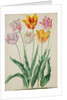 Tulips from Florilegium by Johann Jakob Walther