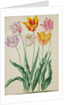 Tulips from Florilegium by Johann Jakob Walther