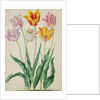 Tulips from Florilegium by Johann Jakob Walther