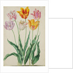 Tulips from Florilegium by Johann Jakob Walther