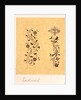 Drawing of architectural decoration of Southwold Church by George Wardle