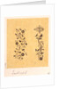 Drawing of architectural decoration of Southwold Church by George Wardle