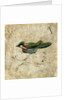 Bird on a branch. Pozzuoli, Italy, 2nd century by Unknown
