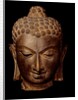 Head of Buddha. India, 7th-8th century by Unknown