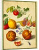 Tomato and Lemon, Flies and Pomegranates, with Borage and Beetle by Johann Jakob Walther