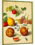 Tomato and Lemon, Flies and Pomegranates, with Borage and Beetle by Johann Jakob Walther