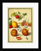 Tomato and Lemon, Flies and Pomegranates, with Borage and Beetle by Johann Jakob Walther