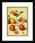 Tomato and Lemon, Flies and Pomegranates, with Borage and Beetle by Johann Jakob Walther