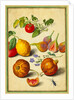 Tomato and Lemon, Flies and Pomegranates, with Borage and Beetle by Johann Jakob Walther