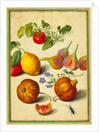 Tomato and Lemon, Flies and Pomegranates, with Borage and Beetle by Johann Jakob Walther
