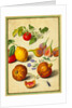 Tomato and Lemon, Flies and Pomegranates, with Borage and Beetle by Johann Jakob Walther