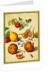 Tomato and Lemon, Flies and Pomegranates, with Borage and Beetle by Johann Jakob Walther