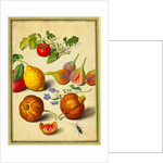 Tomato and Lemon, Flies and Pomegranates, with Borage and Beetle by Johann Jakob Walther