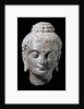 Head of Buddha. N.W. India 3rd-5th century by Unknown
