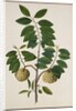 Custard Apple, the fruit of Anora Reticulatasize. Calcutta, India, late 18th century by Unknown
