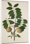 Custard Apple, the fruit of Anora Reticulatasize. Calcutta, India, late 18th century by Unknown