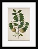 Custard Apple, the fruit of Anora Reticulatasize. Calcutta, India, late 18th century by Unknown