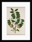 Custard Apple, the fruit of Anora Reticulatasize. Calcutta, India, late 18th century by Unknown