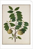 Custard Apple, the fruit of Anora Reticulatasize. Calcutta, India, late 18th century by Unknown