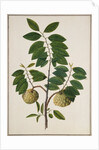 Custard Apple, the fruit of Anora Reticulatasize. Calcutta, India, late 18th century by Unknown