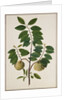 Custard Apple, the fruit of Anora Reticulatasize. Calcutta, India, late 18th century by Unknown