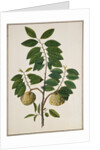 Custard Apple, the fruit of Anora Reticulatasize. Calcutta, India, late 18th century by Unknown
