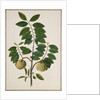 Custard Apple, the fruit of Anora Reticulatasize. Calcutta, India, late 18th century by Unknown
