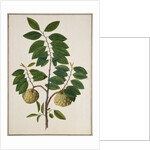 Custard Apple, the fruit of Anora Reticulatasize. Calcutta, India, late 18th century by Unknown