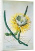 Cereus Cactus by Georg Dionysus Ehret