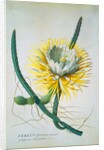 Cereus Cactus by Georg Dionysus Ehret