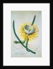 Cereus Cactus by Georg Dionysus Ehret