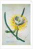 Cereus Cactus by Georg Dionysus Ehret
