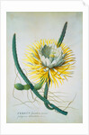 Cereus Cactus by Georg Dionysus Ehret