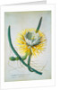 Cereus Cactus by Georg Dionysus Ehret