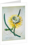 Cereus Cactus by Georg Dionysus Ehret
