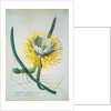 Cereus Cactus by Georg Dionysus Ehret