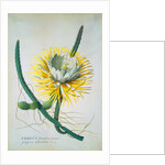 Cereus Cactus by Georg Dionysus Ehret