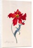 Peroquet Rouge, depicting a Parrot Tulip by Georg Dionysus Ehret