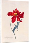 Peroquet Rouge, depicting a Parrot Tulip by Georg Dionysus Ehret