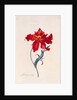 Peroquet Rouge, depicting a Parrot Tulip by Georg Dionysus Ehret