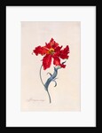 Peroquet Rouge, depicting a Parrot Tulip by Georg Dionysus Ehret