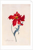 Peroquet Rouge, depicting a Parrot Tulip by Georg Dionysus Ehret