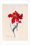 Peroquet Rouge, depicting a Parrot Tulip by Georg Dionysus Ehret