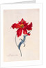 Peroquet Rouge, depicting a Parrot Tulip by Georg Dionysus Ehret