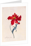 Peroquet Rouge, depicting a Parrot Tulip by Georg Dionysus Ehret