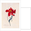 Peroquet Rouge, depicting a Parrot Tulip by Georg Dionysus Ehret