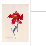 Peroquet Rouge, depicting a Parrot Tulip by Georg Dionysus Ehret