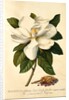 Magnolia Grandiflora by Georg Dionysus Ehret
